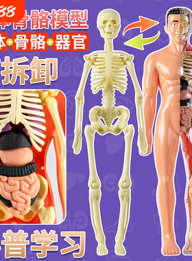 人体结构模型全身|超1000次加购