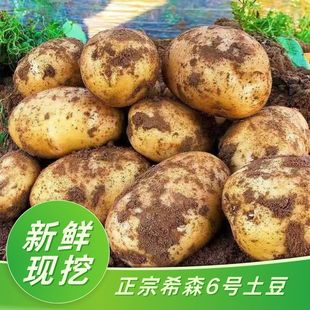 希森6号土豆洋芋马铃薯黄皮黄心新鲜现挖粉面口感蒸煮炖炒皆宜