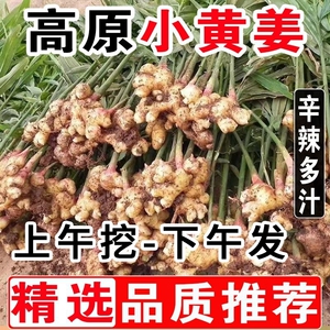 现挖现发生姜批发云南小黄姜新鲜嫩姜老姜月子姜蔬菜10斤包邮正宗