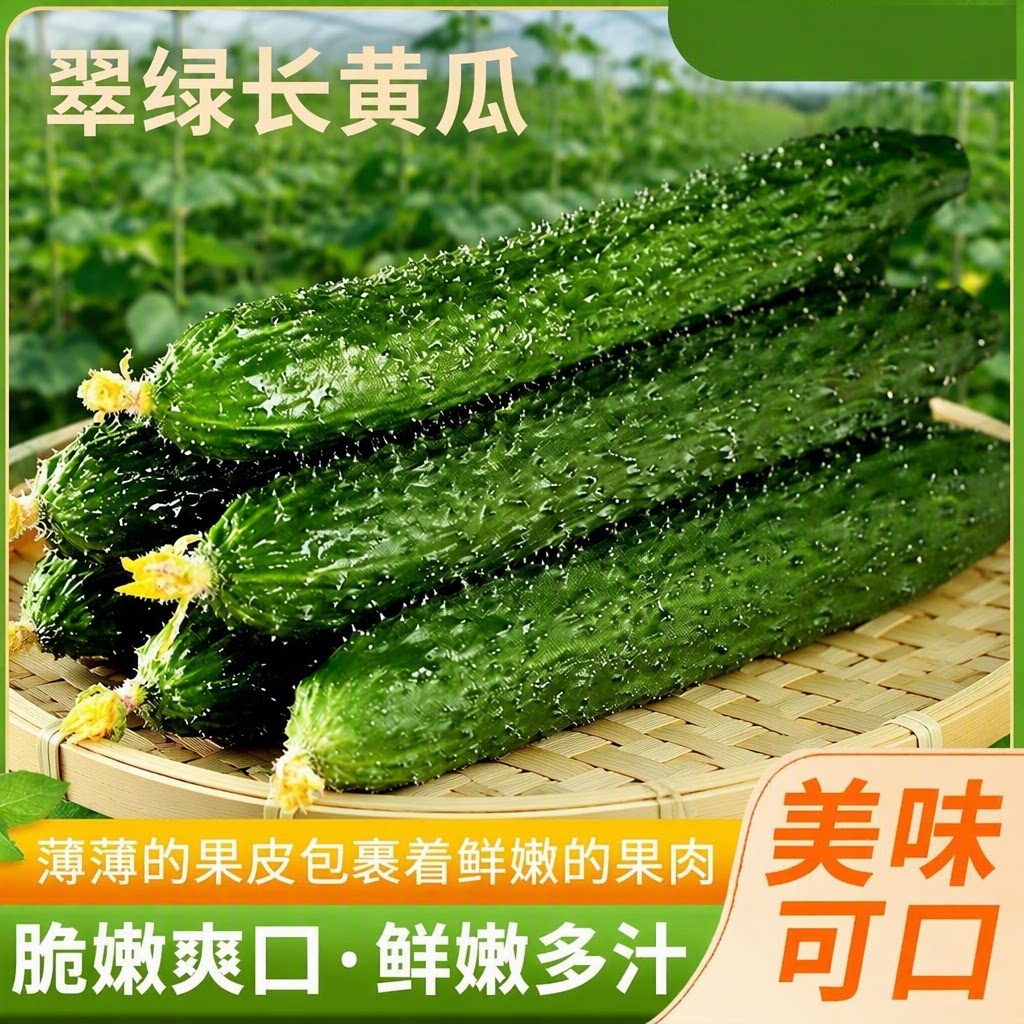 寿光新鲜刺黄瓜新鲜生吃带刺黄瓜农家种植当季绿心优质新鲜蔬菜