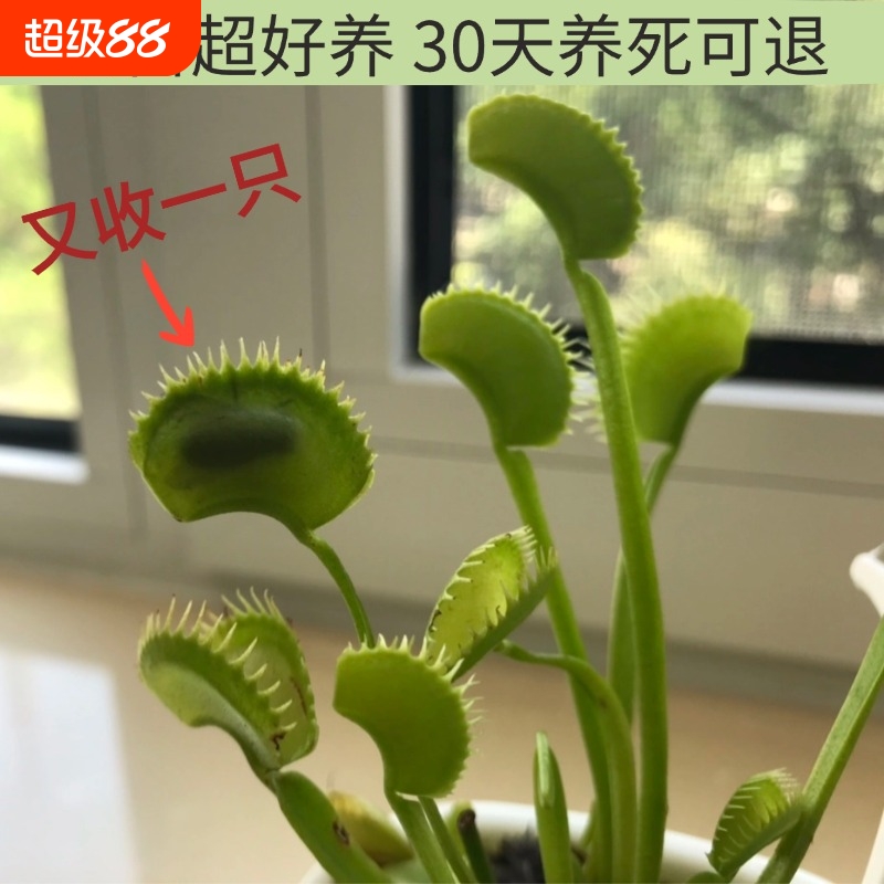 捕蝇草盆栽蚊虫克星超好养
