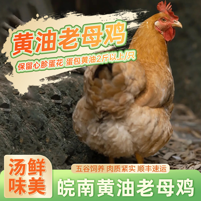 三物纪农家黄油老母鸡整鸡黄油鸡煲汤火锅食材正宗土鸡顺丰包邮