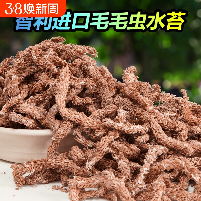 智利进口水苔毛毛虫水苔干苔藓兰花营养土乌龟冬眠垫材蝴蝶兰专用