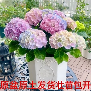 大花绣球苗多季开花无尽夏盆栽花卉绿植物好养耐寒老桩室外阳台