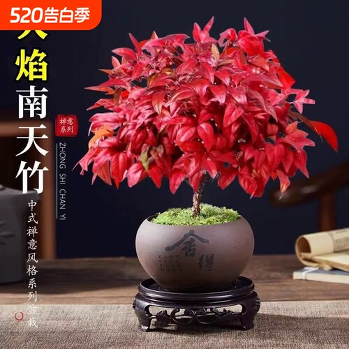 火焰南天竹盆栽小盆景好养易活耐寒绿植茶桌禅意微景观办公桌阳台