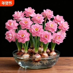 【过年开花】正宗水仙花盆栽花卉水培植物室内阳台好养活冬季耐寒