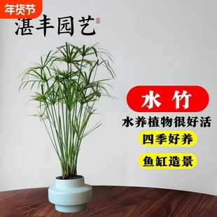 水竹水培旱伞草葱香蒲水生池塘造景庭院净化水质植物盆栽风车草苗