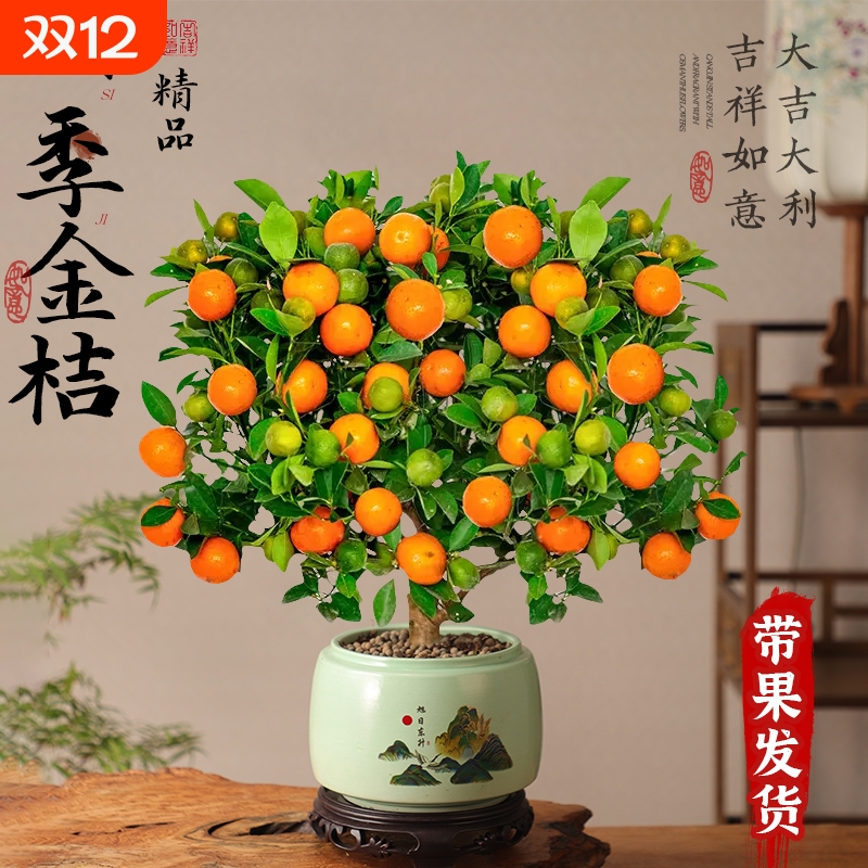 【四季绿植】室内盆栽脆皮金桔树