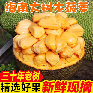 黄肉菠萝蜜海南三亚一整个新鲜水果波罗蜜特产大果包邮大树热带
