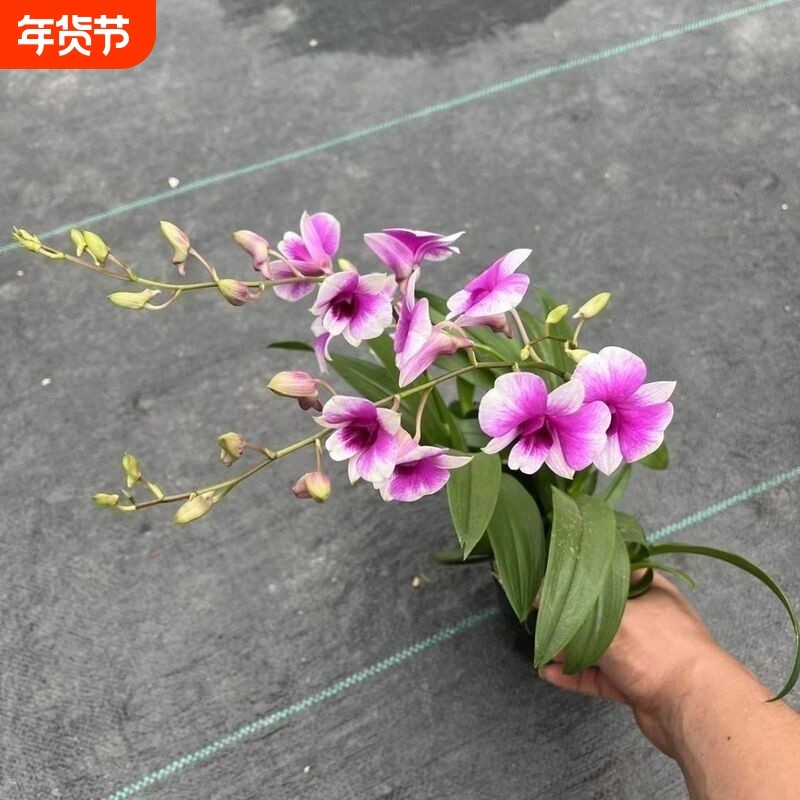 带花苞 3-4支花可选 粉黛石斛兰盆栽四季开花室内阳台易养兰花