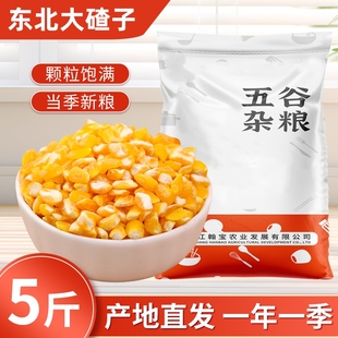 东北大碴子5斤新货农家玉米糁碴子粒大碴粥五谷杂粮粗粮黄玉米糁