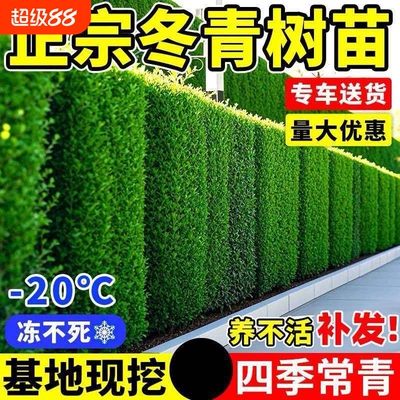 北海道黄杨大叶冬青树苗篱笆墙庭院围墙四季常青植物耐寒绿篱围栏