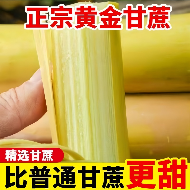 新鲜中段云南黄金甘蔗新鲜孕妇水果当季榨汁脆甜爆甜甘蔗