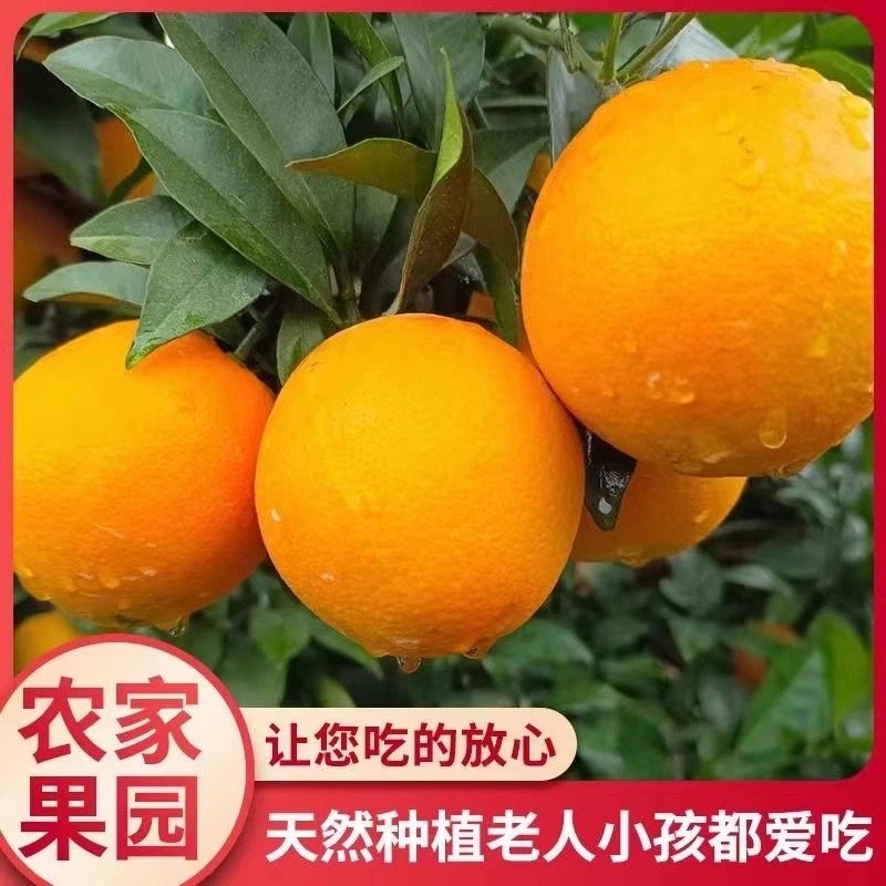 橙天然江西赣州脐橙维C果王20斤
