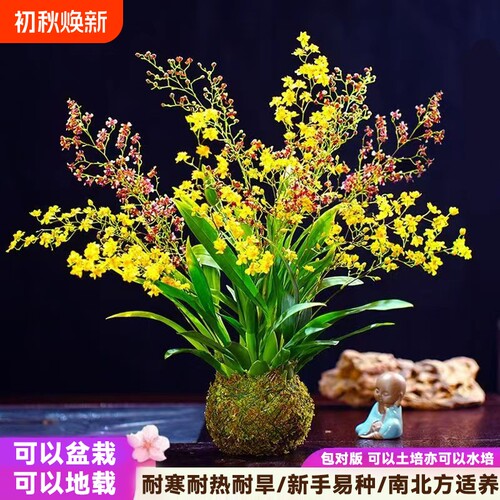 文心兰水培花卉|超2000次加购