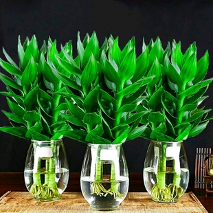 观音竹水培富贵竹带根净化空气水养办公室内花卉绿植盆栽多规格