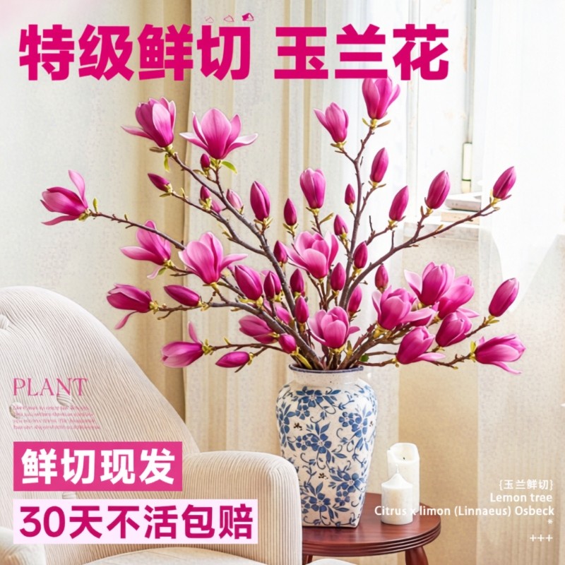 玉兰花鲜切枝带花苞水培绿植室内桌面插花鲜枝耐寒好养年宵花盆栽