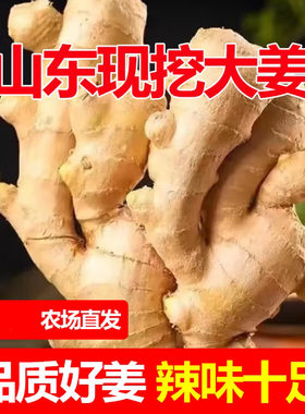 正宗山东生姜5斤老姜大姜新鲜农家黄姜干姜姜块当季泡脚农场食用
