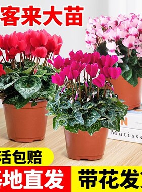 仙客来花苗盆栽带花苞重瓣长寿花卉四季开花好养植物鲜花大花小苗