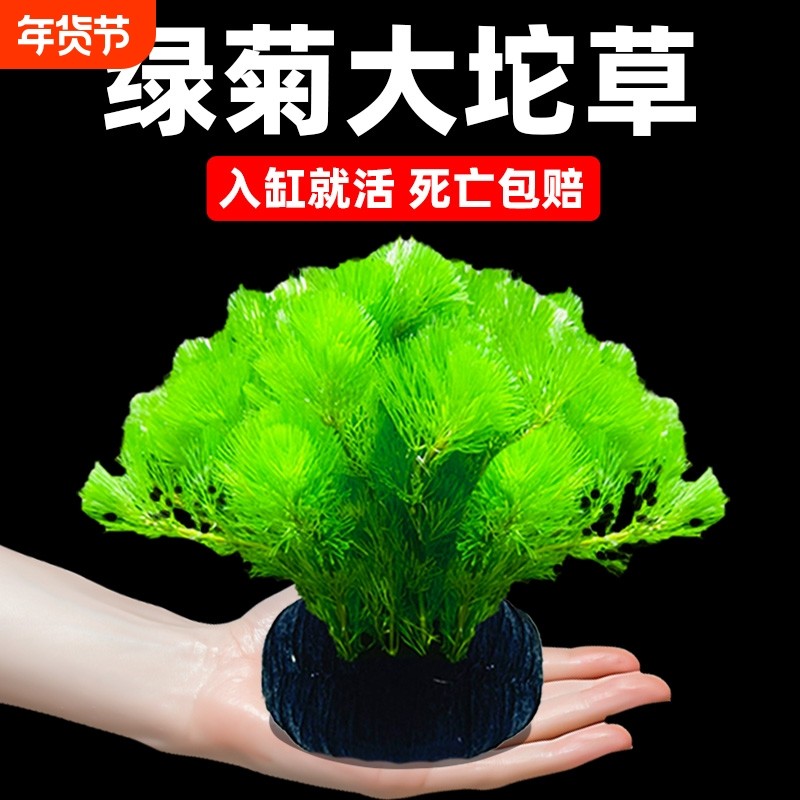 水罗兰水草生态缸鱼缸植物增氧绿菊绿植人造景底砂水质水缸水生,宠物/宠物食品及用品,水草,淘宝优惠券,粉丝福利购,淘宝优惠卷