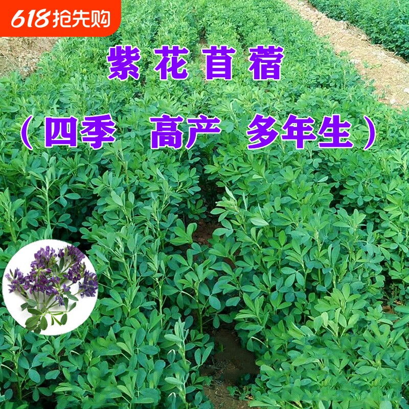 紫花苜蓿草四季免鱼草籽种植牧草种子孑食用植物多年生苜蓿芽大叶