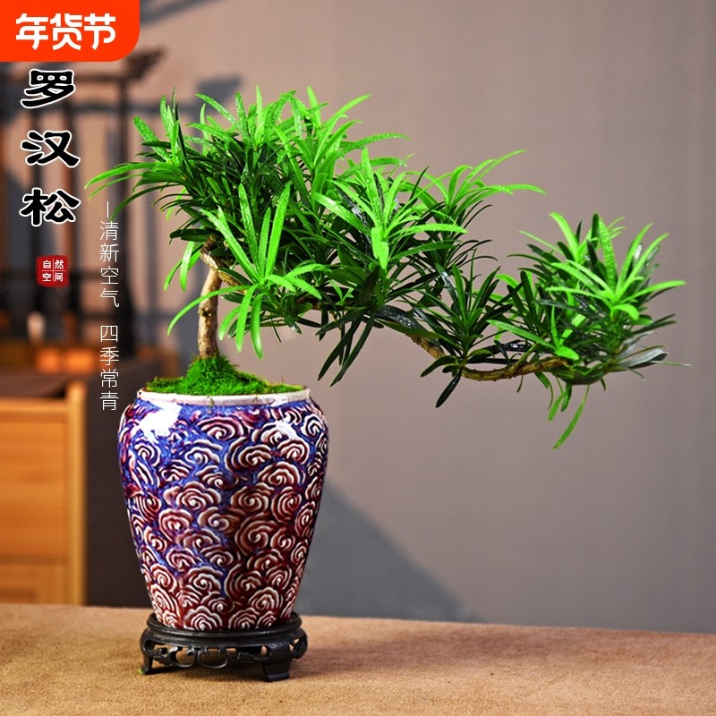 罗汉松盆景绿植中式造型绿植微景观植物好养送礼四季常青植物摆件