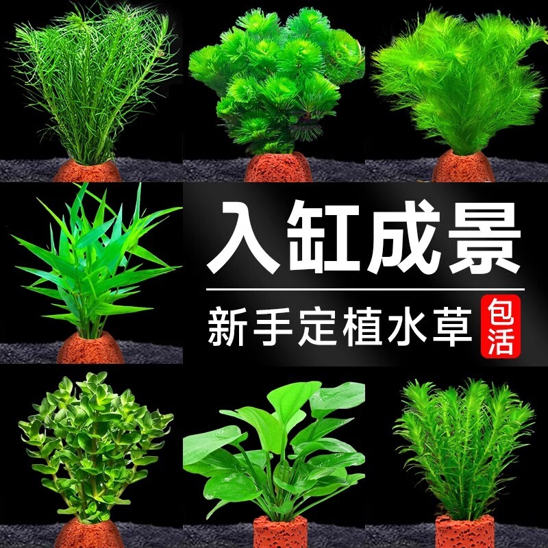 火山石水草植物鱼缸造景专用水培阴性蜈蚣草绿菊真草增氧绿植摆件