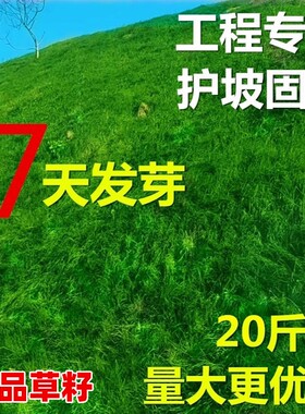护坡固土草籽耐寒旱四季常青种子