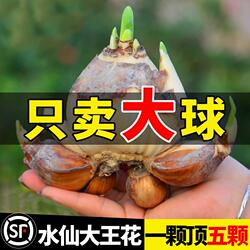 漳州水仙花种球种子盆栽水养花卉球种室内冬季水培植物花球带花苞