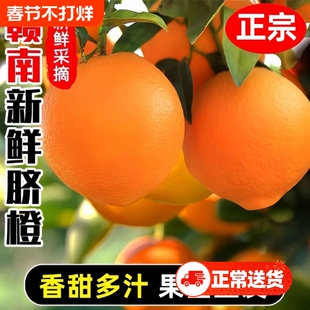 赣南脐橙正宗江西赣州安远直销橙子新鲜大果现摘现发产地直发10斤