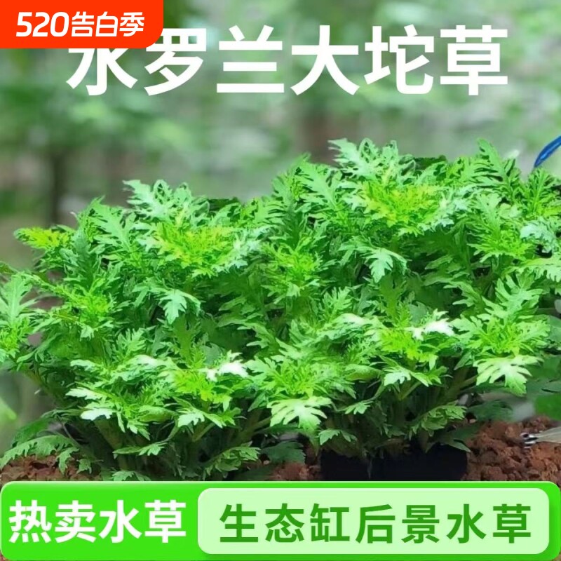 鱼缸水草植物水罗兰坨草增氧阴性增氧淡水新手懒人造景水培坨草