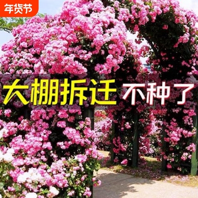 拆迁藤本月季花苗大花四季开花蔷薇爬藤庭院爬墙盆栽阳台红木香