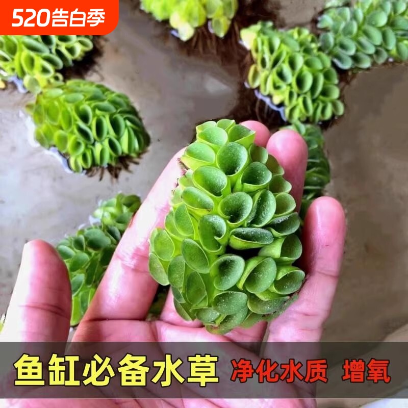 浮萍水草肚兜萍槐叶萍躲避氨氮水族鱼缸造景肚兜植物水质水生增氧