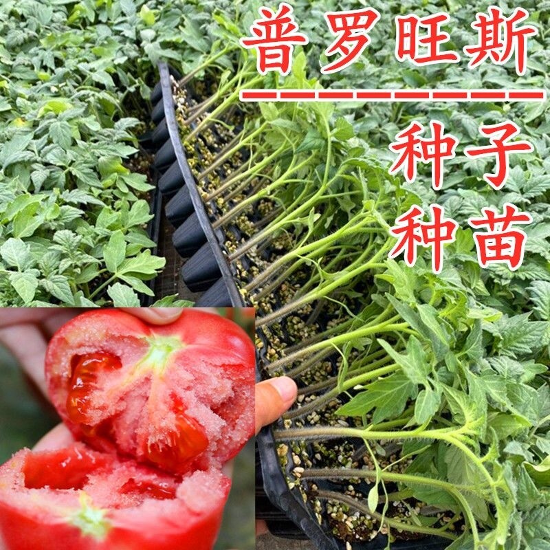 春季蔬菜苗幼苗番茄小秧苗四季秧菜苗茄子辣椒西瓜黄瓜