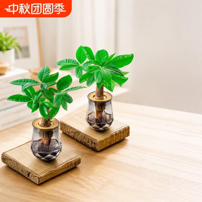 发财树室内水培绿植|千人加购