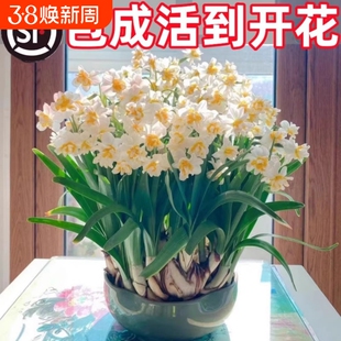 漳州重瓣水仙花种球水养盆栽冬季开花卉植物室内种子绿植水培好养
