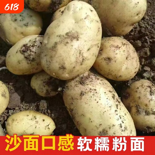 云南黄心土豆新鲜现挖应季