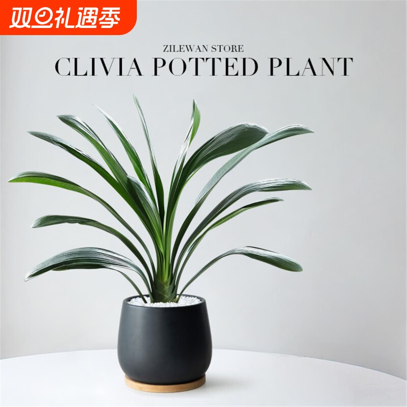 君子兰盆栽办公室桌面绿植苗多肉花卉带花苞植物客厅室内四季好养