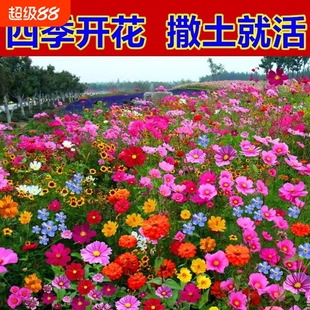 野花组合花种子室外除虫菊花种籽子四季播种开花庭院格桑花种大全