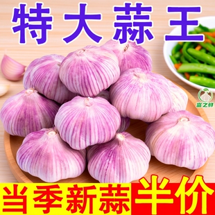 批发价 产山东紫皮大蒜头干蒜农家自种蔬菜红皮大蒜新鲜种植s当季