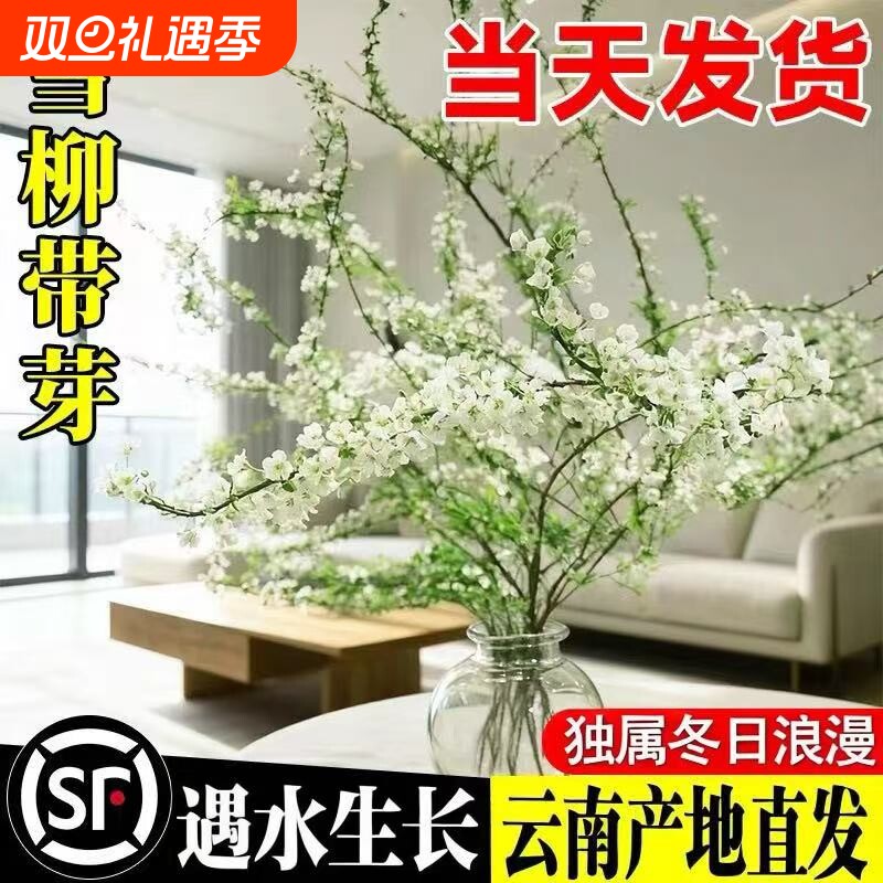 雪柳鲜枝带花苞干枝水养插花水培