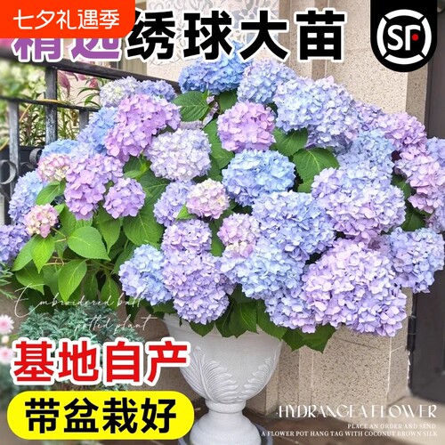 无尽夏绣球花苗|超6000次加购