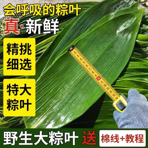 粽叶新鲜特大号包棕子干端午节