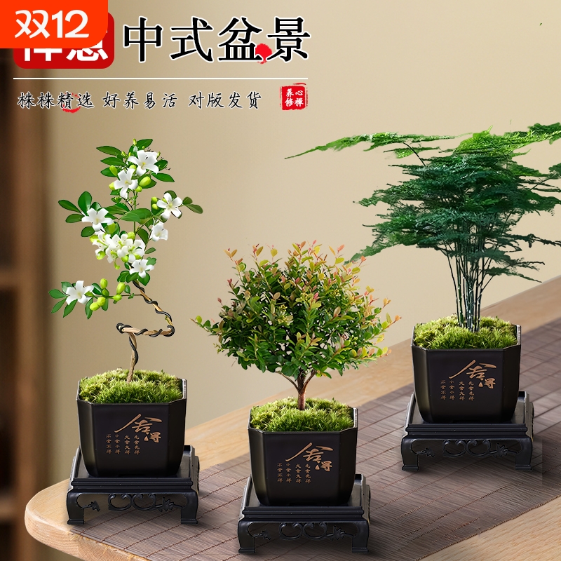 文竹九里香小叶赤楠禅意盆栽办公室桌面植物小盆景绿植花卉摆件