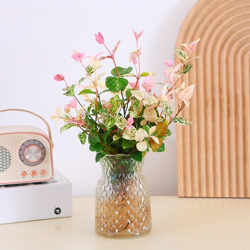 花叶络石水培彩叶植物办