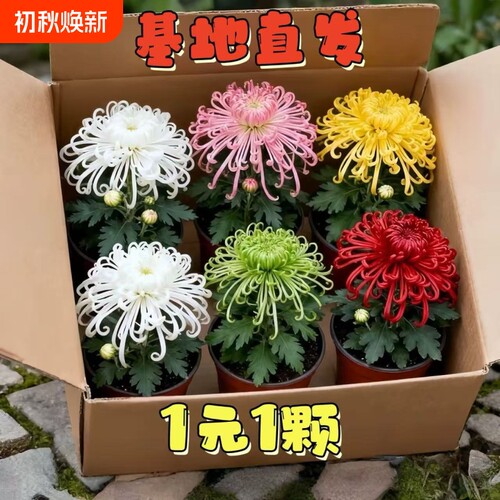 大菊花苗好养开花四季菊花苗盆栽重瓣九月大菊花盆栽阳台室内庭院