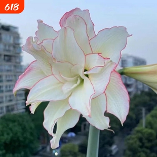 朱顶红重瓣种球阿弗雷大球盆栽花卉室内阳台绿植黑天鹅爱神开花