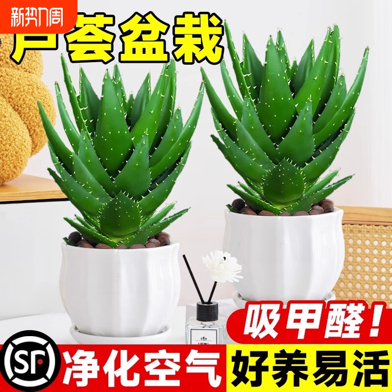 芦荟大盆栽美容植物室内多肉绿植物吸甲醛四季好养花卉仙人掌阳台