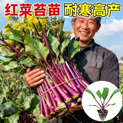 沭韩秧苗基地直发红菜苔蔬菜苗