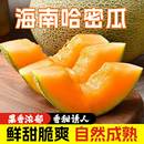 包邮 海南哈密瓜正宗晓蜜25号新鲜当季 水果脆甜网纹西州蜜脆甜整箱